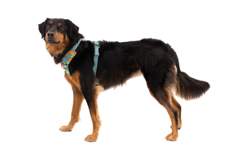 Ruffwear Front Range-Geschirr, river rock green