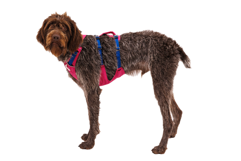 Ruffwear Flagline, alpenglow pink
