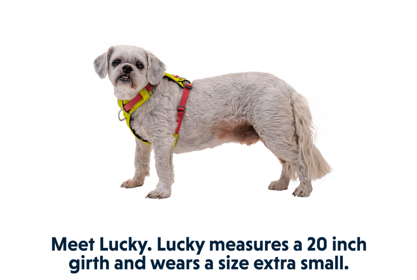 Ruffwear Hi & Light Hundegeschirr, lichen green
