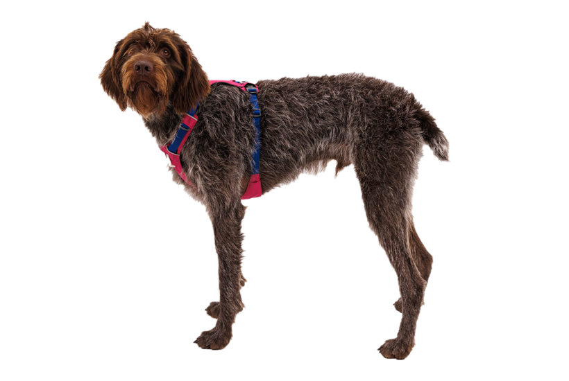 Ruffwear Hi & Light Hundegeschirr, alpenglow pink