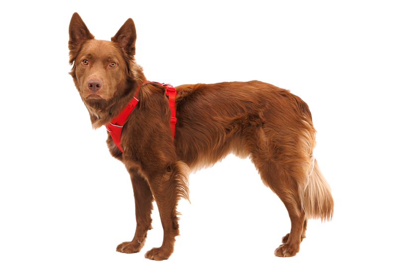 Ruffwear Front Range-geschirr, red canyon
