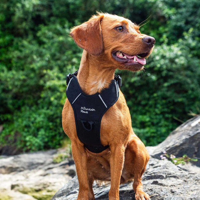 Mountain Paws gepolstertes Hundegeschirr Hundegeschirr klein, schwarz