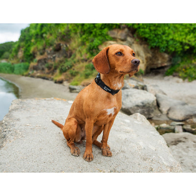 Mountain Paws Hundehalsband schwarz