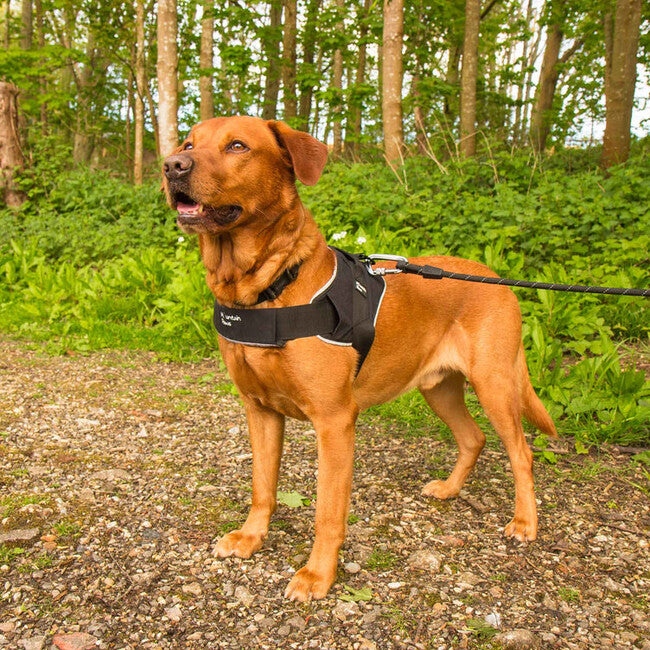 Mountain Paws medium geschirr für hund