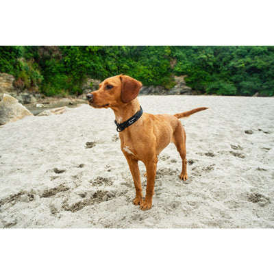 Mountain Paws Hundehalsband schwarz