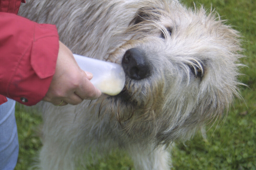 Origin Outdoors Squeeze tube Nachfüllbare Trainingsfuttermittel Für Hunde, 2 Stück 200 ml