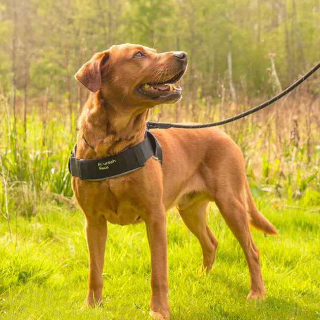 Mountain Paws medium geschirr für hund