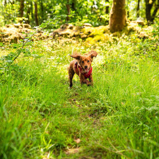 Mountain Paws Gepolstertes Hundegeschirr Hundegeschirr klein, rot