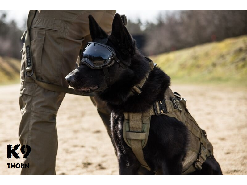 K9 Thorn Trapez auf Baunetz, kojote