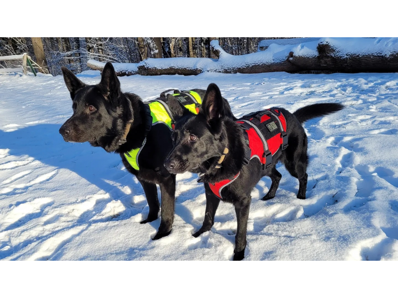 K9 Thorn Gurtzeug One SS M, rot