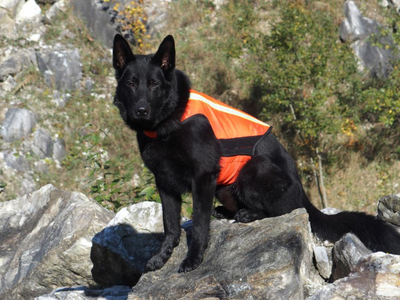 Reflective Dog Vests